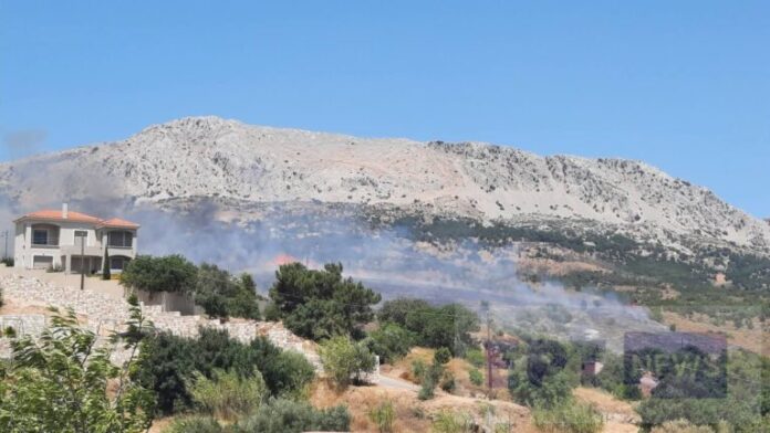 chios-kofinas-fwtia